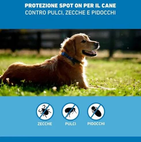 Frontline Spot On Cani da 2 a 10 kg - Pipette antiparassitarie per cani piccoli Contro Pulci, Zecche E Pidocchi - 3 pipette