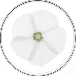 Phyto Phytonutrimento Maschera - Maschera ultra nutriente per capelli secchi e molto secchi - 200 ml